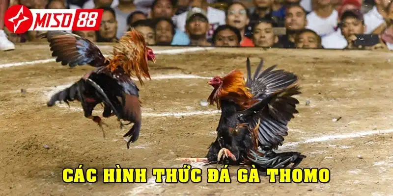 Các hình thức phổ biến của đá gà Thomo là gì?